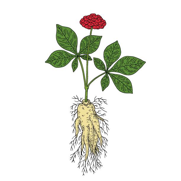 Rối Loạn Mỡ Máu